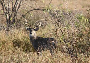 El venado cola blanca tejano es una de las especies más valoradas en la cacería regulada.