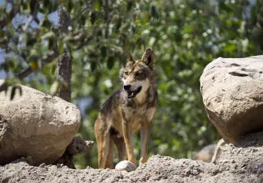Lobo gris mexicano, especie protegida por la Ley de Especies en Peligro de Extinción