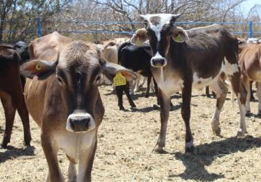 Las autoridades alistan la instalación de trampas para detección temprana en puntos estratégicos.