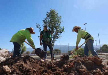 El Gobierno Municipal de Saltillo ha sembrado más de 15 mil árboles como parte de su estrategia ambiental para fortalecer la calidad de vida en la ciudad.