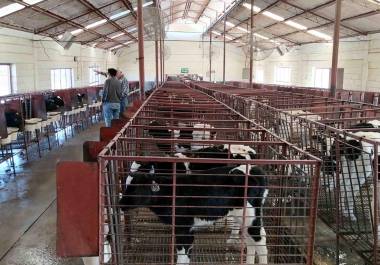 Los productores están buscando la forma de prevenir el gusano barrenador y proteger a sus animales para la apertura de la frontera en las próximas semanas.