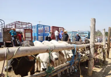 Desarrollo Rural sostiene que Coahuila cumple con todos los requisitos para reanudar la exportación.