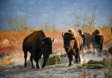 La manada incluye 38 hembras y seis machos que se suman a los ejemplares donados por el Museo del Desierto.