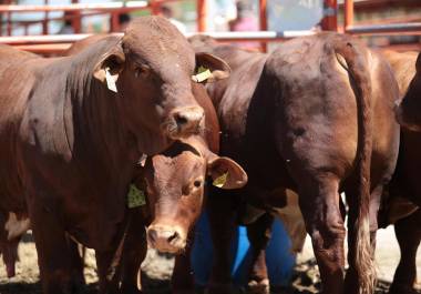Autoridades estatales refuerzan la campaña “Guardia arriba contra el gusano barrenador” para proteger al sector pecuario de Coahuila.