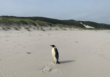 Del hielo a la arena: el pingüino que viajó hasta Australia.