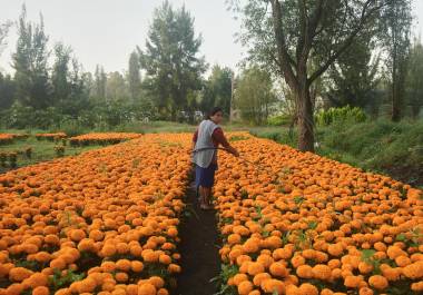 Flor Jiménez riega su plantación de cempasúchil antes de las celebraciones del Día de Muertos, en Xochimilco, a las afueras de la Ciudad de México, el 16 de octubre de 2025.
