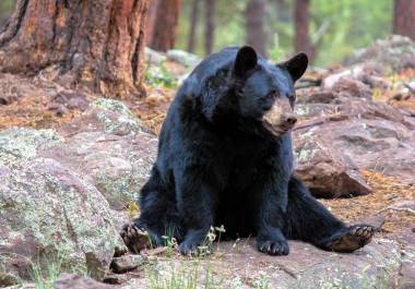 La propuesta contempla integrar áreas naturales protegidas para mejorar la conectividad ecológica.