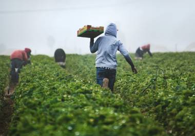 Especialistas agrícolas de la CBP localizaron un ejemplar de Polyamia arachnion en un cargamento de verduras mexicanas inspeccionado en Nogales, Arizona.