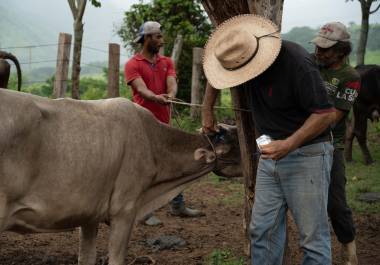Especialistas recomiendan revisar y atender heridas en animales para evitar infestaciones relacionadas con el gusano barrenador.