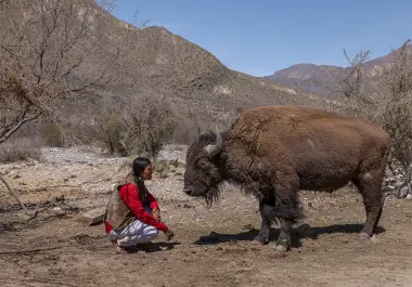 La llegada de los bisontes forma parte de un proyecto de restauración de los pastizales y conservación de la biodiversidad del Desierto Chihuahuense