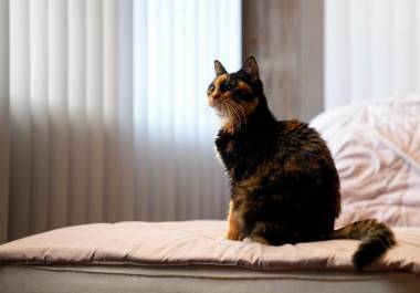 El gato Poke en un sillón en Waipahu, Hawai.