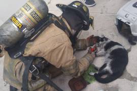 Personal de bomberos de Ramos Arizpe reanimó al minino con oxígeno, ya que presuntamente se estaba intoxicando a causa del humo.