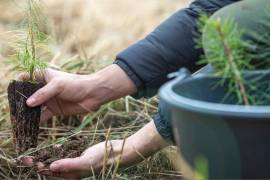 Colectivos ambientales convocaron a la ciudadanía a sumarse a una nueva jornada de plantación de árboles en Saltillo.