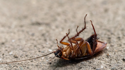 Ver cucarachas muertas en casa puede parecer una señal de victoria, pero en muchos casos indica una infestación oculta.