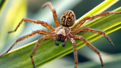México alberga una gran diversidad de especies de arañas debido a su amplio rango de ecosistemas, desde selvas tropicales hasta desiertos.