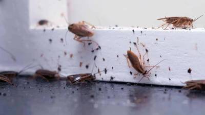 Con el aumento de temperaturas inicia la temporada de cucarachas en hogares de México. Especialistas explican por qué aparecen y qué medidas ayudan a prevenir su entrada