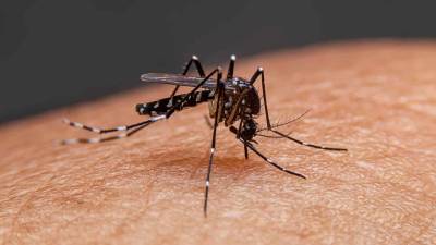América Latina es una de las regiones del mundo más afectadas por el dengue, enfermedad causada por picadura de mosquitos.