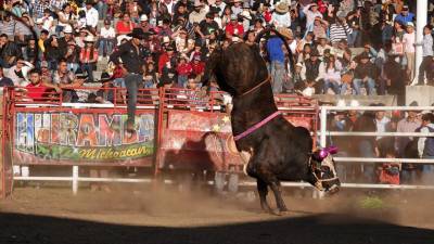 Jueza primera de distrito en materia Administrativa, Minerva Mendoza, concedió amparo a la suspensión provisional a las corridas de toros en la Ciudad de México.