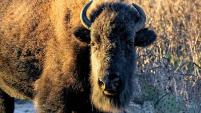 Iyané: el regreso del guardián del desierto