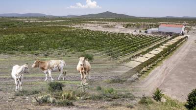 Custodios de su propia tierra