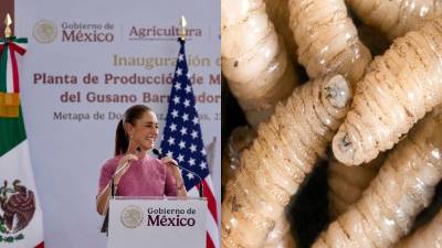 México y Estados Unidos inauguran planta para prevenir propagación del gusano barrenador