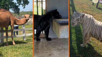 Durante cateos contra una red de huachicol en Tamaulipas fueron asegurados 135 animales exóticos, entre ellos tigres de Bengala, jaguares, hienas y monos araña.