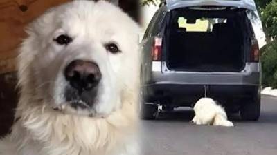 Esta es la vivencia desgarradora de Rocky, perrito de Saltillo, un ser sintiente que dependía enteramente de la protección humana y fue defraudado.