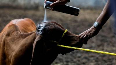 El gusano barrenador ya ronda Coahuila, apenas a unos kilómetros de la frontera con Zacatecas.