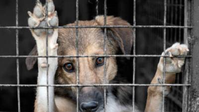 En Coahuila, aunque los índices están por debajo de la media nacional, el problema sigue siendo significativo.