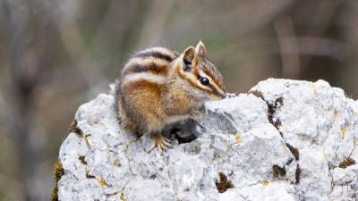 La ardilla Chichimoco, en peligro de extinción, habita en los picos de las altas montañas de Coahuila y Nuevo León.