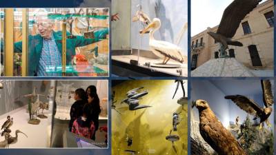 31 datos y curiosidades del Museo de las Aves de México en Saltillo