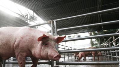 Aunque la carne de cerdo para consumo humano sigue permitida por no representar riesgo de contagio, el bloqueo afecta sementales y materia prima para alimentos.