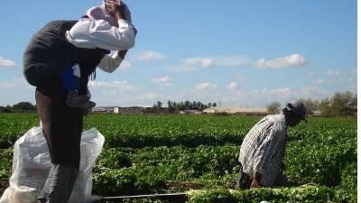 Productores agrícolas en Sinaloa están bajo el asedio del crimen organizado que los extorsiona y hasta les impone liderazgos en los módulos de riego.