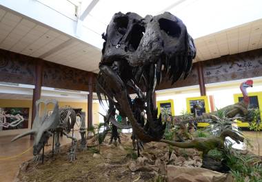 El Museo del Desierto colocará un stand permanente en el Fan Fest de la Copa Mundial de la FIFA que se instalará en el Parque Fundidora de Monterrey.