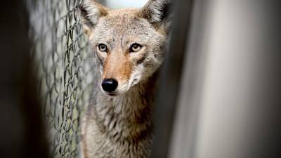 El animal fue identificado como un coyote de mediana edad el cual fue rescatado y puesto bajo resguardo.