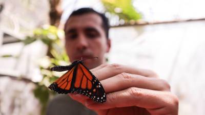 Observadores del Programa Correo Real registran la presencia de más de 6,000 mariposas Monarca en Lomas de Lourdes, Saltillo, un sitio nunca antes documentado para su migración, el 10 de noviembre de 2024.