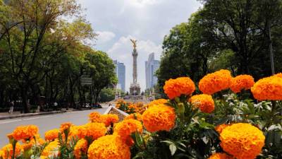 Trabajadores realizan la instalación de flores de cempasúchil sobre Paseo de la Reforma, frente al Ángel de la Independencia, como parte de los preparativos y adecuaciones urbanas en una de las zonas más emblemáticas de la CDMX.