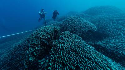 Una expedición de científicos descubre el coral más grande del mundo en las Islas Salomón del Pacífico Sur, indicaron los responsables del proyecto Pristine Seas de la sociedad National Geographic.