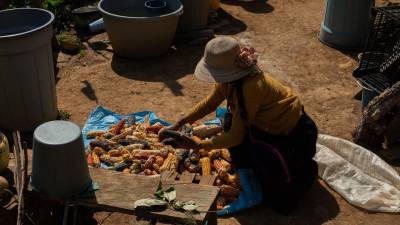 El gobierno mexicano tampoco documentó ni proporcionó a las partes interesadas las investigaciones que justificaban la prohibición del uso de maíz transgénico para consumo humano. FOTO: CUARTOSCURO.