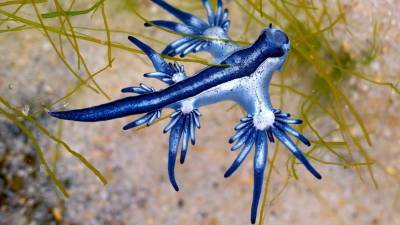 Durante esta temporada de Semana Santa, marcada por el aumento de visitantes en destinos de playa, comenzó a circular información sobre la presencia de una peculiar criatura marina.