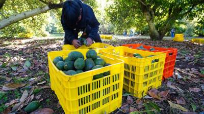 En este penúltimo mes del 2024, las actividades primarias fueron las que mostraron el dinamismo más bajo, siendo la agricultura, ganadería, pesca, caza y explotación forestal, las que redujeron su producción económica. FOTO: