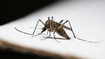 La OMS advierte que la mayoría de los casos de dengue suelen ser asintomáticos.
