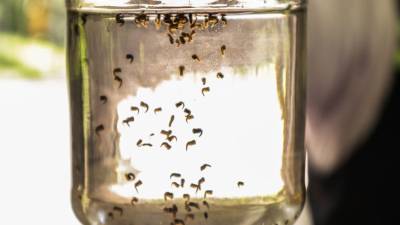 Secretaría de Salud llamó a la población de las entidades con presencia de dengue a retirar basura y objetos que acumulen agua.