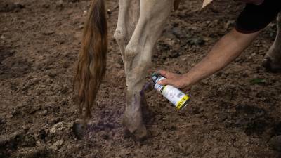 Especialistas alertaron por la falta de recursos destinados a la sanidad animal en México.