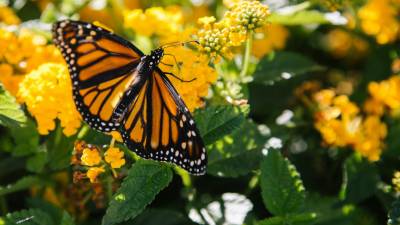 Las mariposas monarca no solo son un símbolo de la naturaleza, sino que también desempeñan un papel crucial en la polinización de diversas plantas.