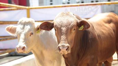 Los casos de ganado infectado por el gusano barrenador pasó de uno a 12 en la última semana.