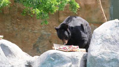 El oso negro es la especie que más recibe atención en el museo.