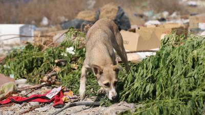 La organización Lomitos al Rescate AC inició una colecta para financiar los rescates y tratamientos de animales en situación vulnerable.