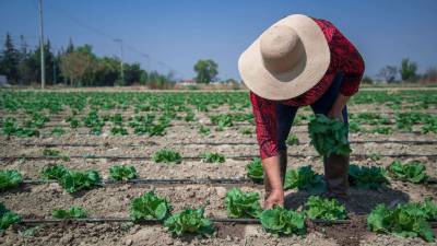 FDA de Estados Unidos se retractó de una declaración anterior en la que afirmaba que una muestra de lechuga mexicana empleada por Taylor Fresh Foods había dado positivo a ciclosporiasis.