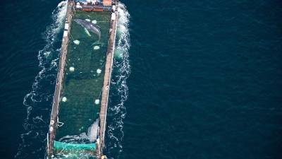 La ballena jorobada rescatada tras quedar varada cerca de Wismar, es transportada hacia el mar del Norte en un carguero, cerca de la frontera con Dinamarca, en Fehmarn, Alemania, el 29 de abril de 2026.